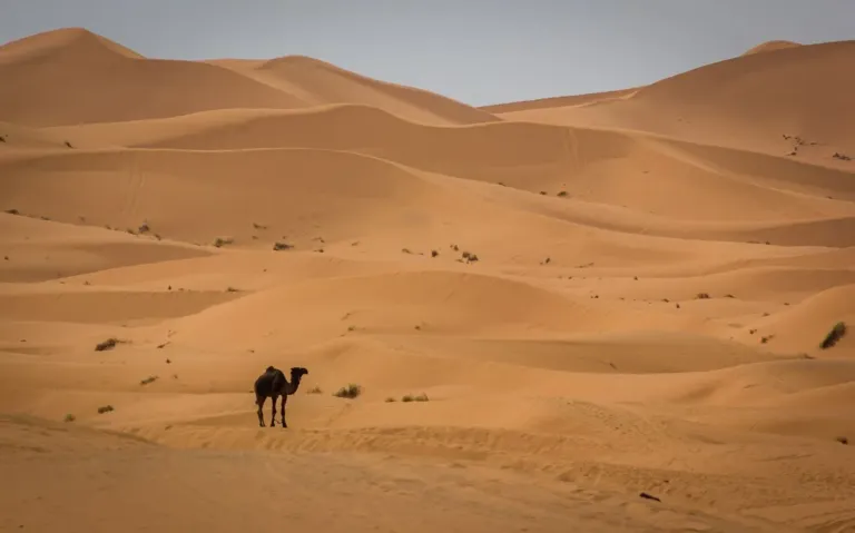 Dromadaire dans le désert de Merzouga