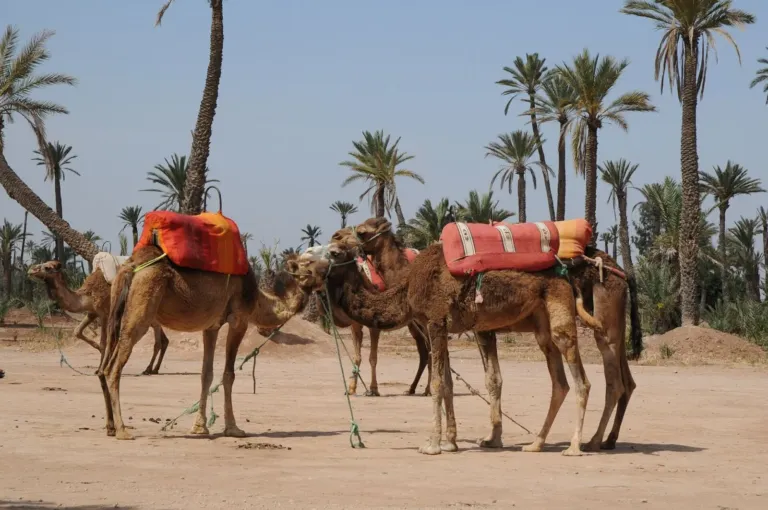 Dromadaires sellés dans la Palmeraie de Marrakech