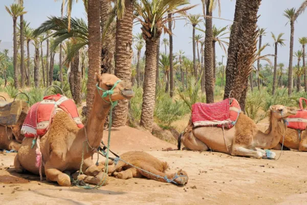 Balade à dos de chameau dans la Palmeraie de Marrakech