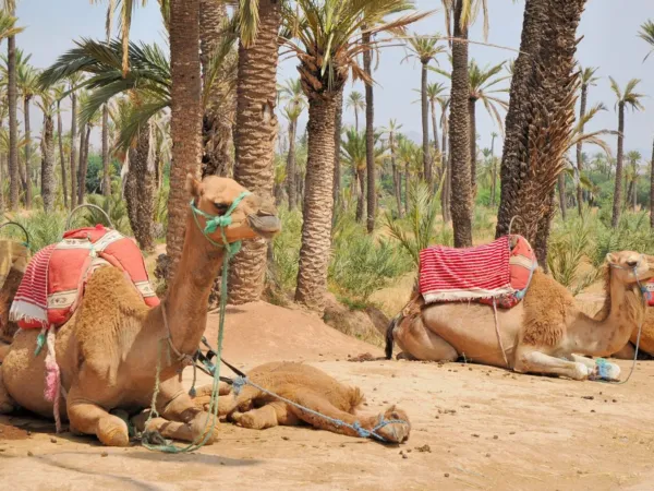 Balade à dos de chameau dans la Palmeraie de Marrakech