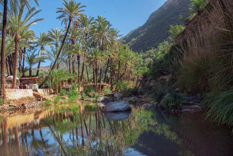 Palmeraie de Paradise Valley